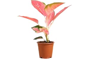 PLNTS - Aglaonema Pink Princess - Plante verte - Plante d'intérieur en 10 cm Pot - Hauteur 30 cm