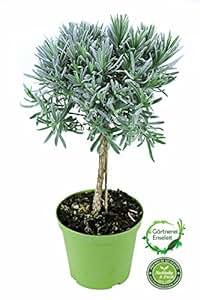 Lavendel Baum, Lavendel Stamm, Stämmchen, Marktfrische Lavendel Pflanze