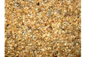 AQUARIUMPFLANZEN.NET Wasserflöhe Daphnien 5000ml, Fischfutter