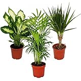 Indoor Plant Mix II Set of 3, 1x Dieffenbachia, 1x Chamaedorea (Mountain Palm) 1x Dracena Marginata (Dragon Tree), 10-12cm Po