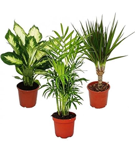 Plant in a Box - miscela di 4 piante d'appartamento rispettose degli animali - purificante dell'aria - Vaso 12cm - Altezza 25-40cm - verde