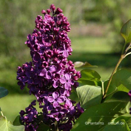 Flieder, Syringa vulgaris 'Andenken an Ludwig Späth'