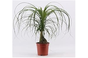 Beaucarnea recurvata Flaschenbaum - Elefantenfuß Wasserpalme, 50-70 cm, Pflegeleichte Zimmerpflanze, Luftreinigend & Wasserreservierend, Ideal für Wohn- und Bürobereiche