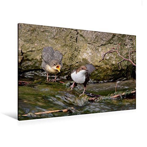 Premium Textil-Leinwand 120 cm x 80 cm quer, Wasseramsel | Wandbild, Bild auf Keilrahmen, Fertigbild auf echter Leinwand, Leinwanddruck (CALVENDO Tiere)