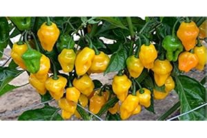 JUST SEED JustSeed - Vegetable - Chilli/Chili Pepper - Trinidad Perfume - 10 Seeds