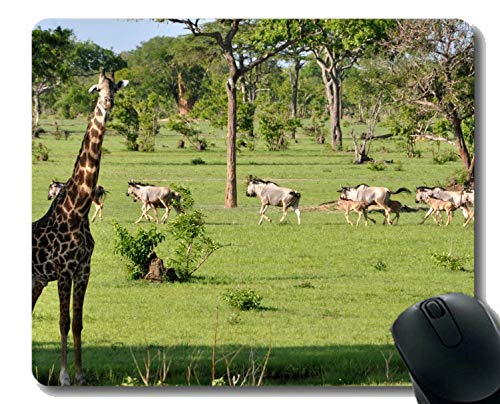 Preisvergleich Produktbild Mauspad Rutschfeste Naturkautschuk-Rechteck-Mauspads, Wildtiergiraffe Gummi Mousepad Genähte Ränder