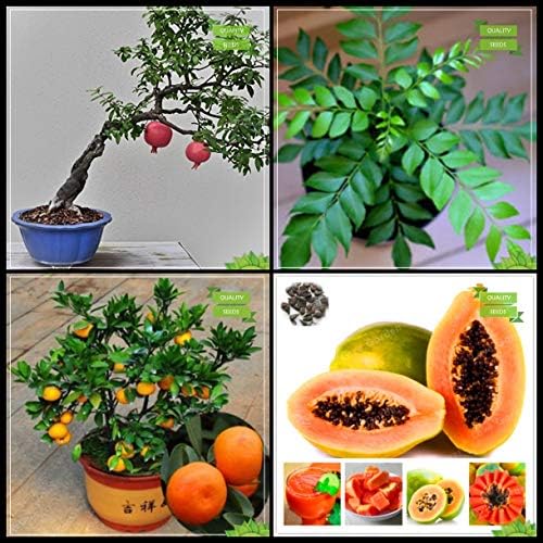 Creative Farmer Pack Seeds Combo Fruit Bonsai Suitable : Pomagranate, Curry Tree, Orange, Papaya Fruit Bonsai SuitableKitchen Garden Pack