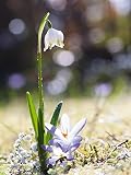 Artland photo premium glasbilder verre motif plantes et fleurs en polyrotin: uta naumann neige/nivéole de printemps et hofstaat dimensions: 80 x 60 cm-nord