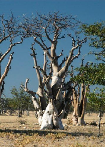 Tropica - Moringa (Ghost Tree of Etosha) (Moringa ovalifolia) - 10 Seeds - Tropical Magic