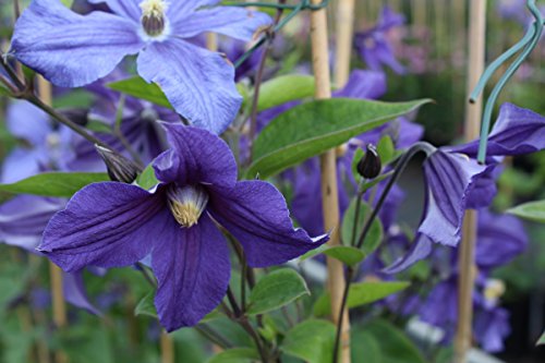 Clematis, Waldrebe, Stauden-Clematis – Im 2lt. Topf, Höhe 60-100cm, mit 3 Bambus gestäbt - 7