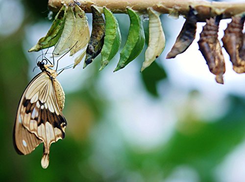 Preisvergleich Produktbild VERO PUZZLE 52059 Tierwelt - Schmetterling, 500 Teile in hochwertiger, cellophanierter Puzzle-Schachtel