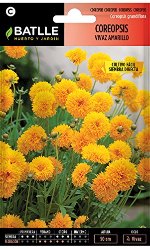 Semillas de Flores - Coreopsis vivaz flor doble amarillo puro - Batlle