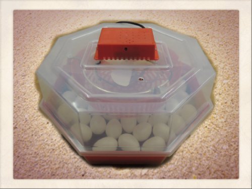 Inkubator/Brutkasten/Brutmaschine/Brutapparat/Brüter/Incubator Campo24 C1 ®