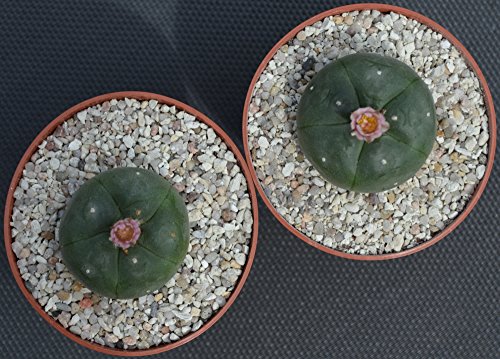 Lophophora williamsii peyote ab 4cm – 2 Stück. - 4