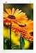 Produktbild Eau Zone Home Bild - Naturbilder – Orange Calendula Blumen- Poster Fotodruck in höchster Qualität