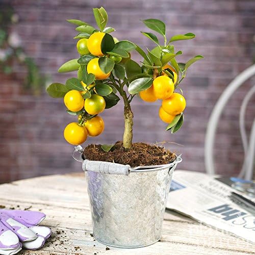 Mini Citrus Orange - House / Office Live Indoor Plant Gift - In 15cm Silver Dimple Pot
