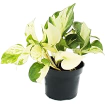 Philodendron White Wave - wei-gestreifter Baumfreund - 12cm Topf :  Amazon.de: Garten