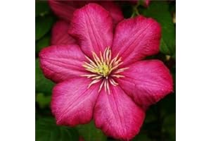 Clematide Ville de Lyon (per Muri e recinzioni, Pergola, Balconi, Patio e Terrazze) - Vaso 1,5 litro (Pianta Rampicante - Clematis - Pianta adulta - Resistenza al Freddo: Ottima) | ClematisOnline