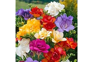 FLORIANA-BULBOSE Bulbos de Flores (10 X Fresia doble mezcla)