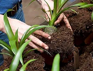 RMA HANDICRAFTS BHOO-Green Vermi Compost Enriched Premium Organic Potting Soil Mix with Required Fertilizers for Plants