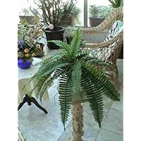 Suchergebnis auf Amazon.de für: künstliche Palmen: Garten