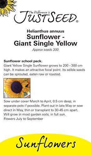 Just Seed – Sonnenblumen Schule Große Einzelne in Gelb – 300 Samen - 2