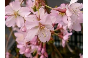 DIRECTPLANTS Prunus Nipponica Ruby Dwarf Patio Flowering Japanese Cherry Tree 3-4ft Supplied in a 5 Litre Pot