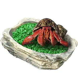 SunGrow Hermit Crab Feeding Bowl -- Keeps Crabitat Mess-Free - Durable, Attractive, Multifunctional Decor - Serve as Climbing toy or Drinking bowl, swimming pool and much more.