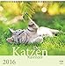 Der Katzenkalender 2016 by 