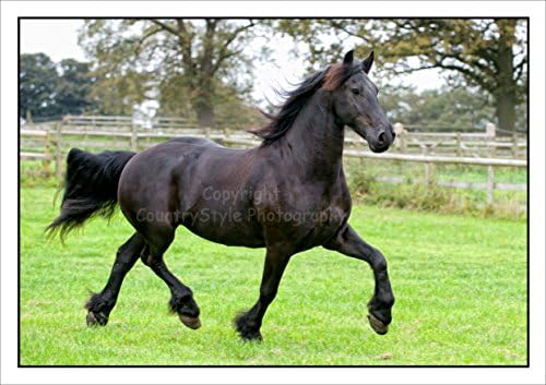 Black Horse Greeting Card Notelets - 5 individually cellophane wrapped A6 cards with envelopes