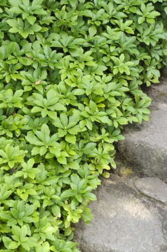 Dickmännchen. (Pachysandra terminalis). 5 Pflanzen