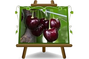 EURO PLANTS VIVAI Cerisier doux Ciliegio Dolce Regina Plante à fruits sur pot ø 20 cm - Hauteur 150~170 cm - Âge 2 ans