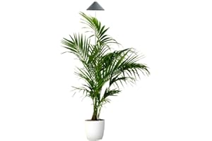 Parus by Venso SUNLiTE Plant lamp XL 25W blanco, lámpara de crecimiento LED con varilla telescópica, luz de crecimiento para plantas de interior y plantas verdes
