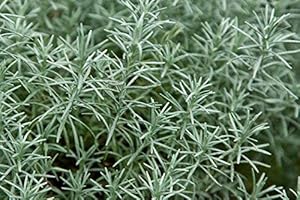 WOLDS COLLECTION New Pack 6 x 4cm Curry Plug Plants (Helichrysum Italicum) Garden Herb Garden Plug Plants