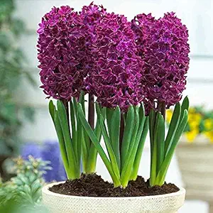 FernsFly IMP. Hyacinth Aromatic Charming Flower Bulbs Winter Flower Home Pot / Land Gardening Bulbs Blooming planting (Pack of 13 Woodstock Hyacinth)