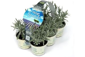 AMORI E AROMI 6 piante aromatiche (Lavanda) per cucinare, per realizzare il tuo orto sul balcone e profumare gli ambienti