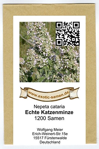 Echte Katzenminze (Citralfrei – nur das mögen Katzen) – Nepeta cataria – Zier-/Arzneipflanze – 1.200 Samen - 2