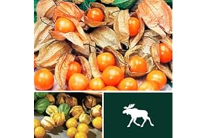 MOOSE SEEDS 2 Packs Cape Gooseberry Seeds - Giant and Dwarf