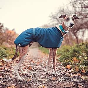 jackets for greyhounds