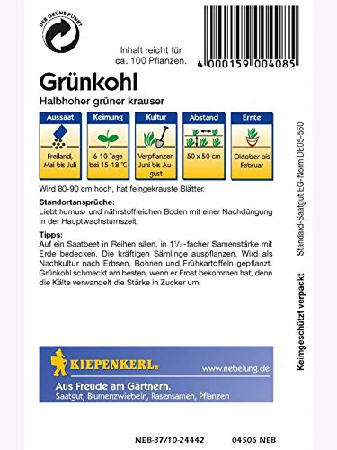 Kiepenkerl Grünkohl Halbhoher grüner Krauser - 2