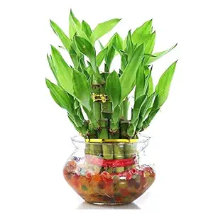 Abana Homes Two Layer Lucky Bamboo Plant with Pot - Live Bamboo Plant in Big Glass Bowl - Great Home/Office Decor