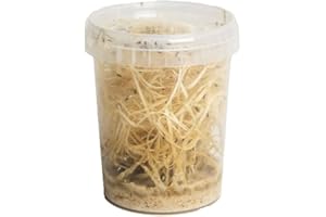 The Mealworm Company LIVEFOODS DIRECT Large Fruit Flies Culture, reptile and bird food Flightless