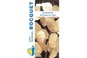 Sachet de graines de Lunaire Monnaie du Pape - 2 g - fleur bisannuelle - LES GRAINES BOCQUET
