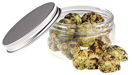 Quality Selected Seashells - Crass Turban/Turbo Crassus - shells for Seashell Vases, Boxes, Picture Frames, Jewelry Making & Mini Garden Miniature