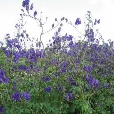 Eisenhut ( Aconitum henryi ' Spark ' )