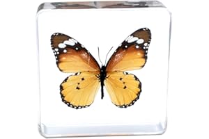 Rainbow_Road - Fermacarte da scrivania in resina a forma di farfalle, ideale per la scienza, per l'educazione della scienza, 75x75x20MM, Farfalla 2