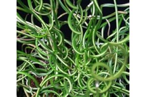 WFW wasserflora Korkenzieherbinse - Liebeslocke/Juncus Effusus Spiralis im 9x9 cm Topf