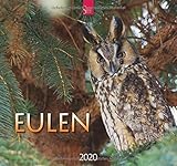  Eulen: Original Stürtz-Kalender 2020 - Mittelformat-Kalender 33 x 31 cm