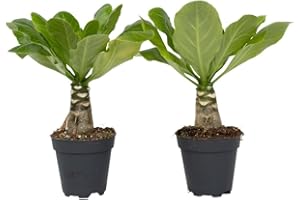 Plant in a Box - Set di 2 - Brighamia Insignis - Palma - Vaso 12cm - Altezza 25-35cm