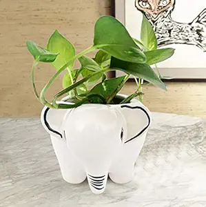 Sparkle Shop Products Beautiful White Elephant Shape Ceramic Pots for Indoor Plants for Home Decor ,Outdoor , Garden, Pots, 5 x 6 inches. (for Gift)